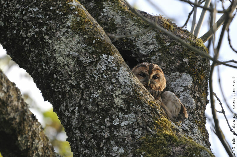Tawny Owl female adult, identification, Reproduction-nesting