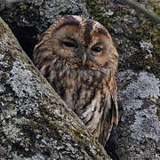 Tawny Owl