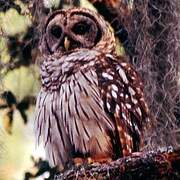 Barred Owl