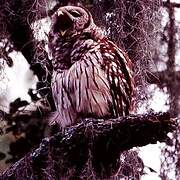 Barred Owl