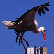 Cigogne blanche