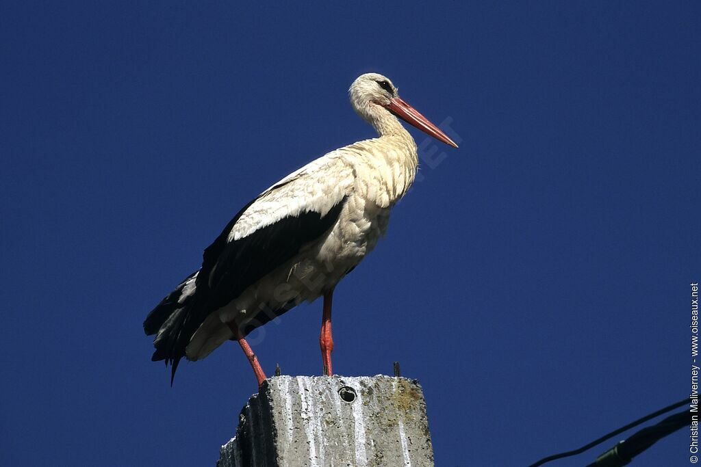 White Storkadult