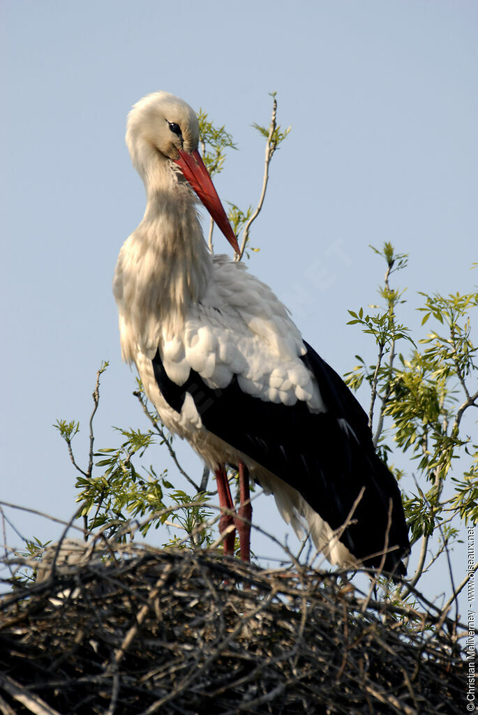 Cigogne blancheadulte