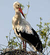 Cigogne blanche