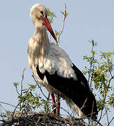 White Stork