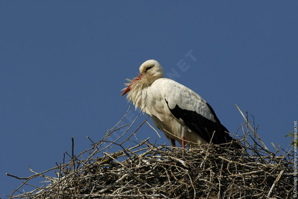 Cigogne blancheadulte