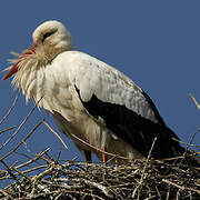 White Stork