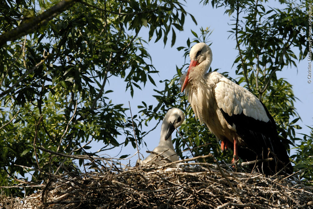 Cigogne blanche femelle adulte, Nidification