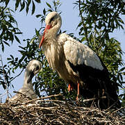 Cigogne blanche