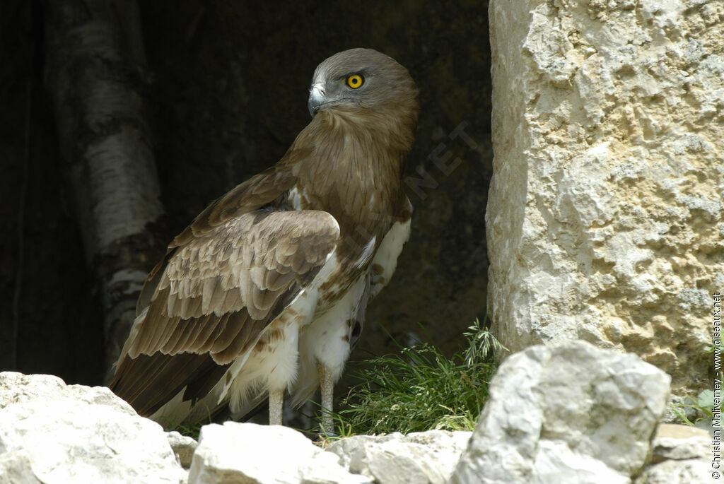 Circaète Jean-le-Blancadulte, identification