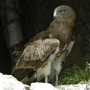 Short-toed Snake Eagle