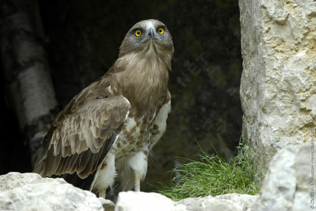 Circaète Jean-le-Blancadulte, identification