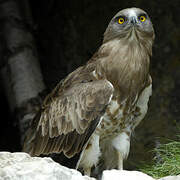 Short-toed Snake Eagle