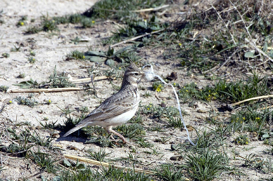 Crested Larkadult