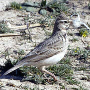 Crested Lark