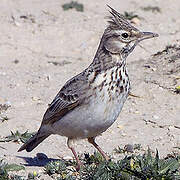 Crested Lark