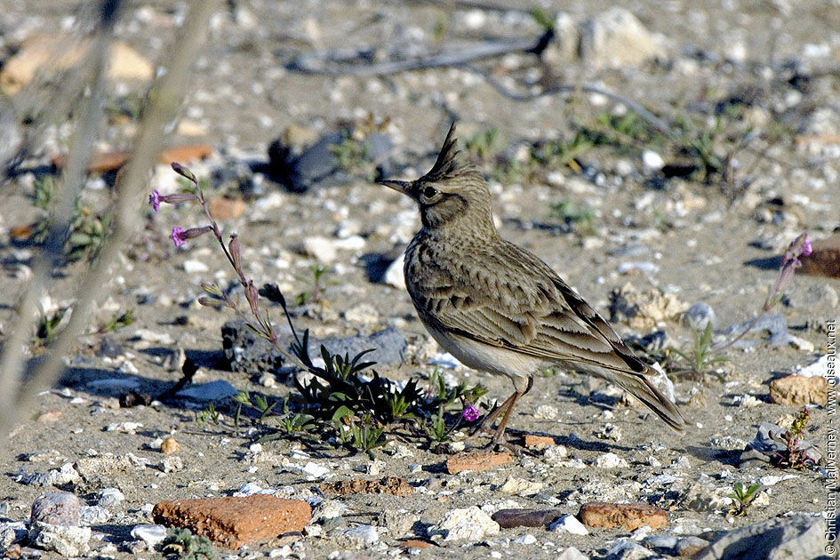 Crested Larkadult