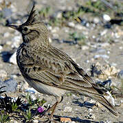 Crested Lark