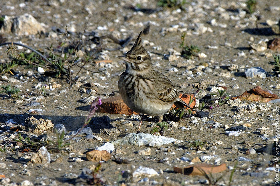 Cochevis huppéadulte