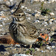 Cochevis huppé