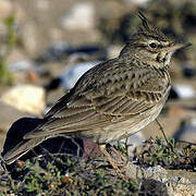 Crested Lark