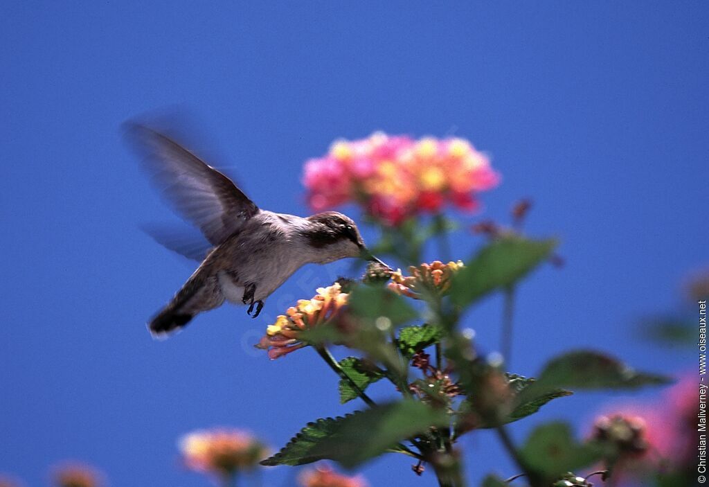 Costa's Hummingbird female adult