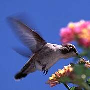 Colibri de Costa