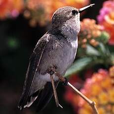 Colibri de Costa