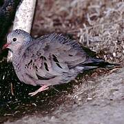 Common Ground Dove