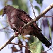 Plain-breasted Ground Dove