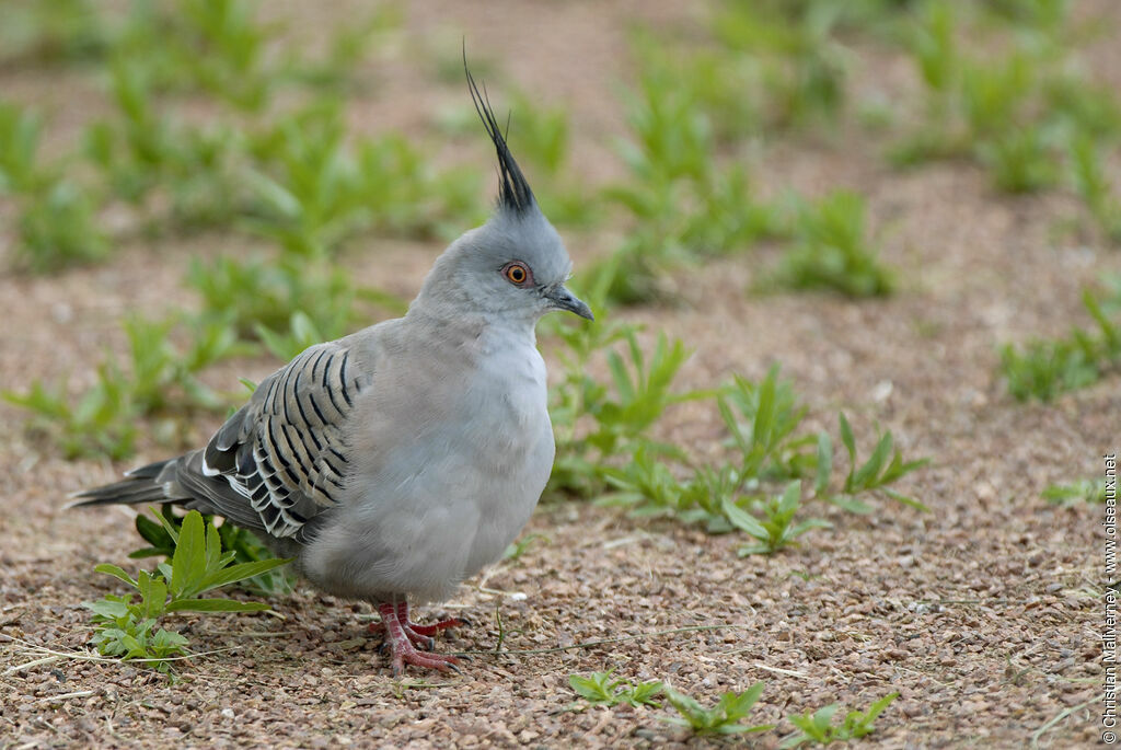 Crested Pigeonadult, identification