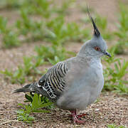 Crested Pigeon