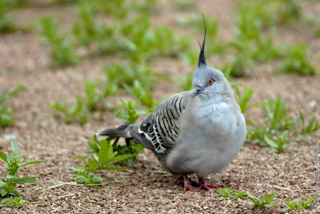 Crested Pigeonadult, identification