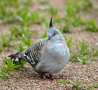 Crested Pigeon