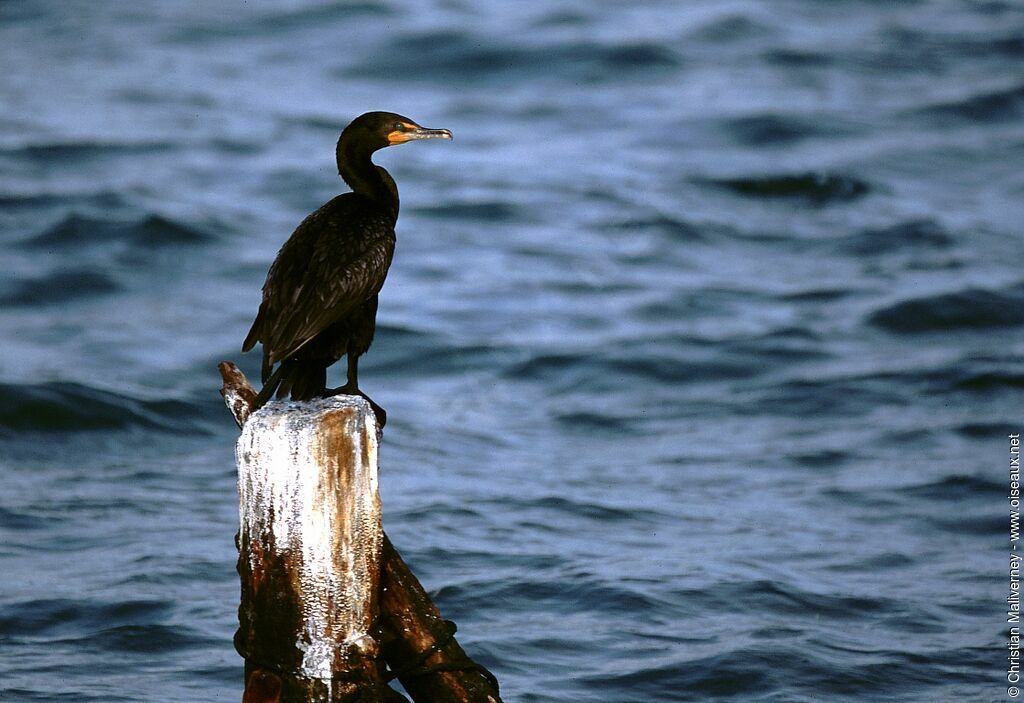 Double-crested Cormorantadult