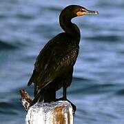 Cormoran à aigrettes