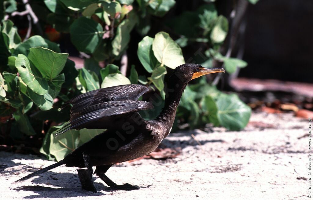 Double-crested Cormorantadult