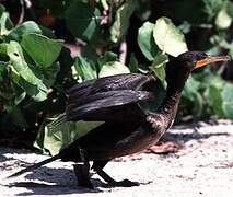 Cormoran à aigrettes