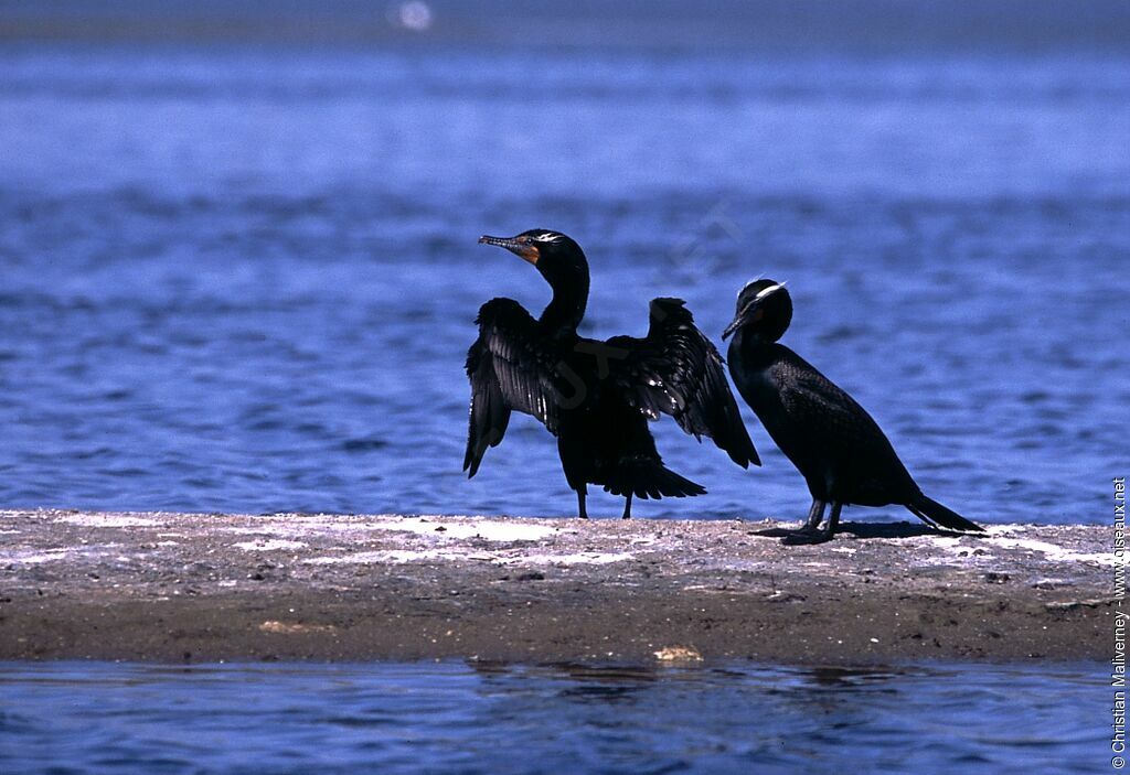 Double-crested Cormorantadult breeding