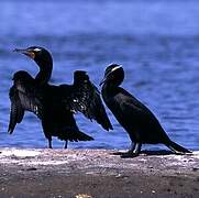 Double-crested Cormorant