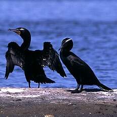 Cormoran à aigrettes