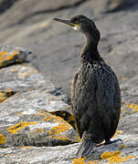 European Shag