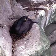 European Shag