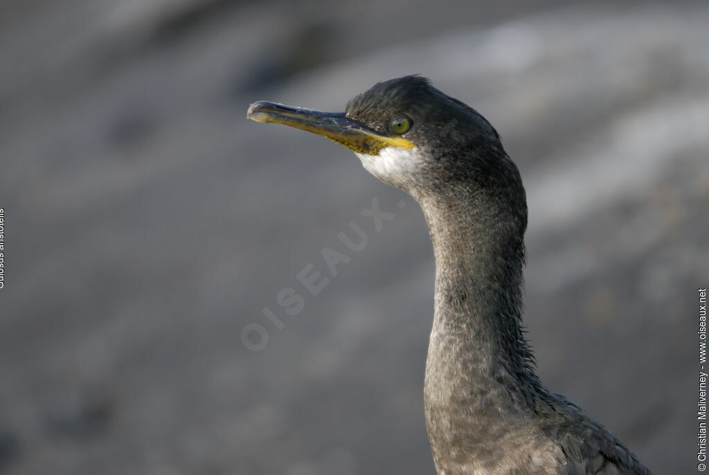 Cormoran huppéadulte nuptial, identification