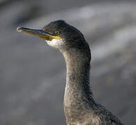 European Shag