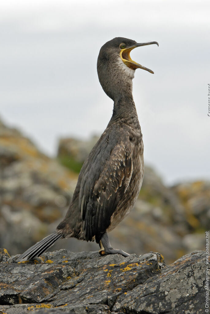 Cormoran huppéadulte nuptial, identification