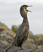 European Shag