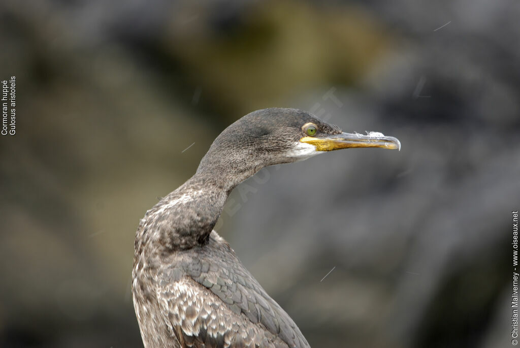 Cormoran huppéadulte nuptial, identification