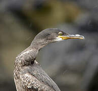 European Shag