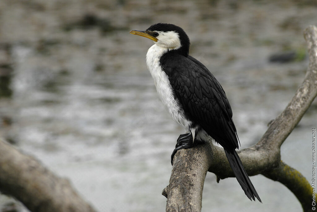 Cormoran pieadulte, identification